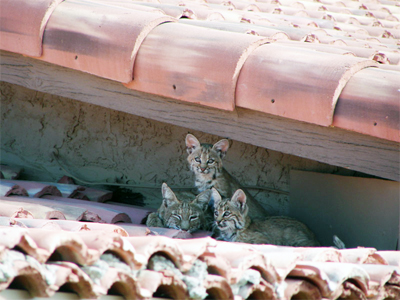 bobcats